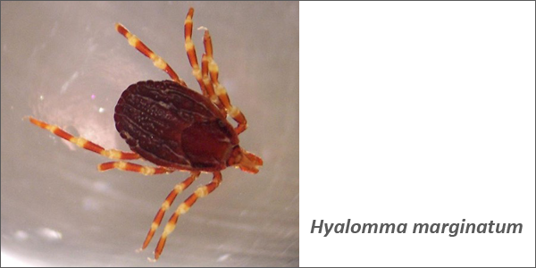 Tique Hyalomma marginatum