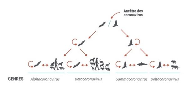 Coronavirus