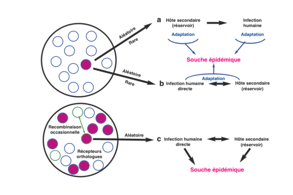 Coronavirus